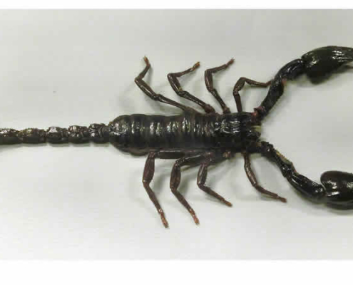 Heterometrus spinifer, Asiatischer Waldskorpion