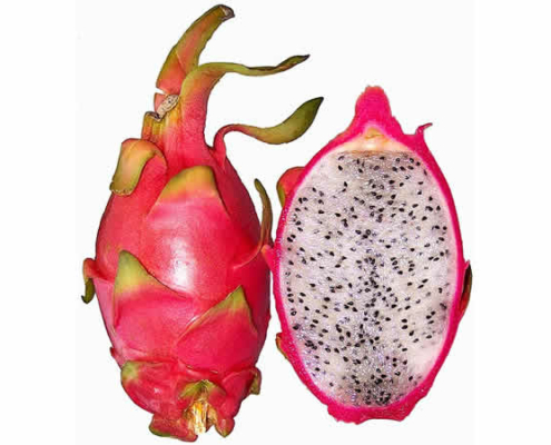Hylocereus undatus red pitahaya