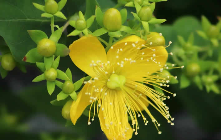 Potenzial und die Grenzen der Phytomedizin