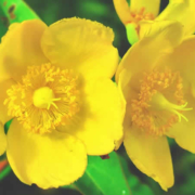 Johanniskraut: Naturheilkunde für Geist und Körper