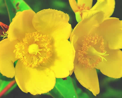 Johanniskraut: Naturheilkunde für Geist und Körper