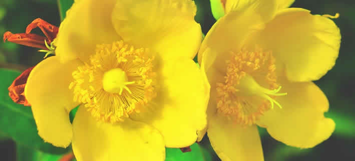 Johanniskraut: Naturheilkunde für Geist und Körper