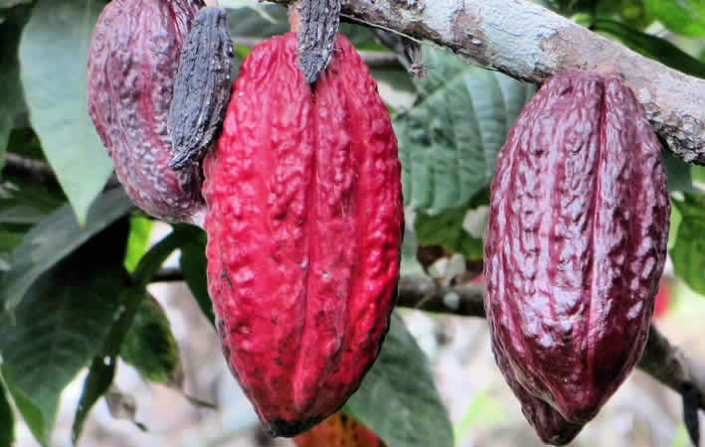 Anstieg der Kakaopreise und dessen Auswirkungen