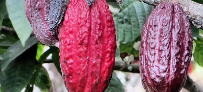 Anstieg der Kakaopreise und dessen Auswirkungen