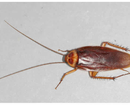 Kakerlaken in Thailand