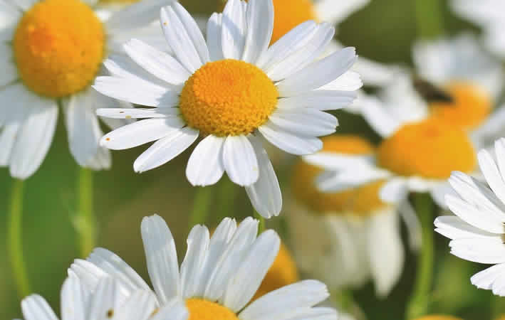 Heilpflanzen und ihre Wechselwirkungen mit Medikamenten