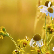 Anbau von Kamille: Ein Leitfaden für Garten und Wohnung