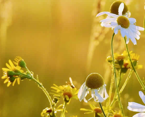 Anbau von Kamille: Ein Leitfaden für Garten und Wohnung