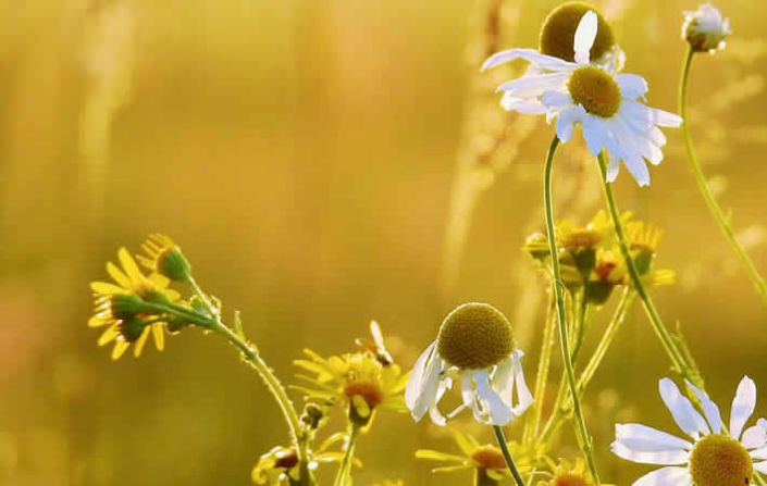 Anbau von Kamille: Ein Leitfaden für Garten und Wohnung