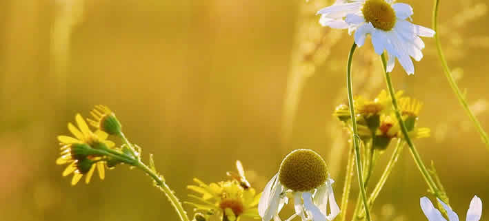 Anbau von Kamille: Ein Leitfaden für Garten und Wohnung
