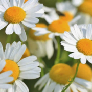Kamille: Ein traditionelles Heilmittel für Körper und Seele