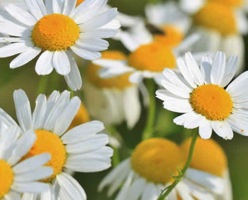 Kamille: Ein traditionelles Heilmittel für Körper und Seele