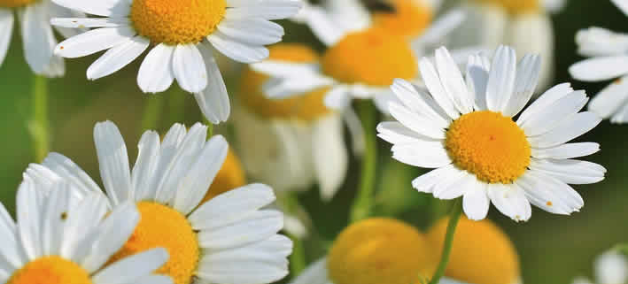 Kamille: Ein traditionelles Heilmittel für Körper und Seele