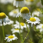 Kamillenpflege: Schutz vor Schädlingen und Pilzerkrankungen
