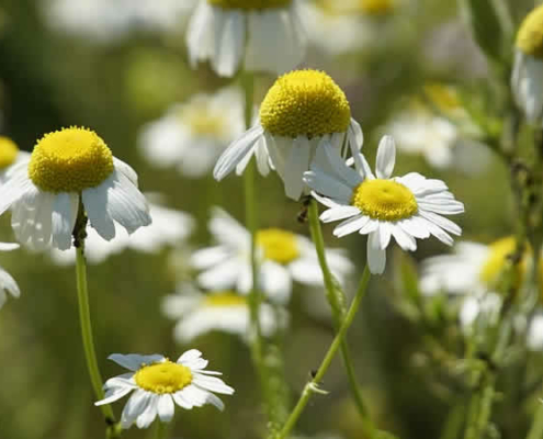 Kamillenpflege: Schutz vor Schädlingen und Pilzerkrankungen