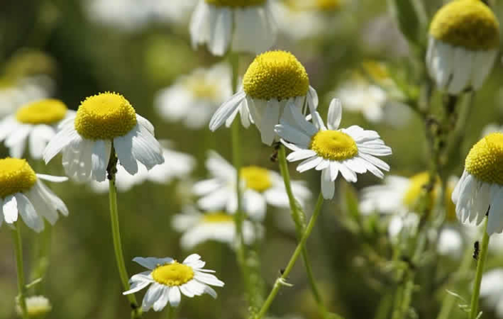 Kamillenpflege: Schutz vor Schädlingen und Pilzerkrankungen