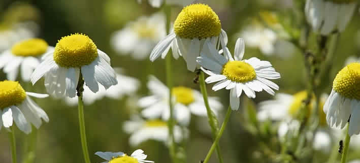 Kamillenpflege: Schutz vor Schädlingen und Pilzerkrankungen