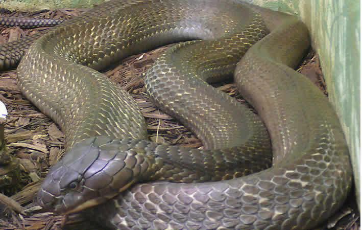 Königskobra, giftigtes Tier