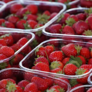 Die „Supernase“: Ein technologischer Durchbruch gegen Lebensmittelverschwendung