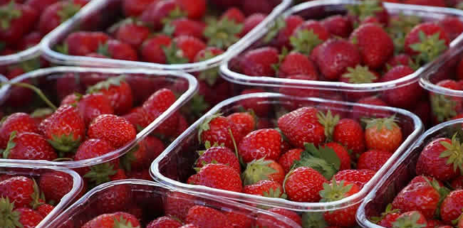 Die „Supernase“: Ein technologischer Durchbruch gegen Lebensmittelverschwendung