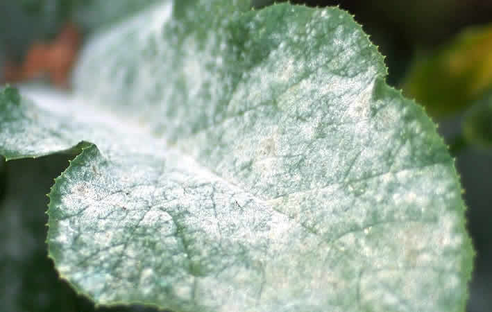 Mehltau, Pilzerkrankung