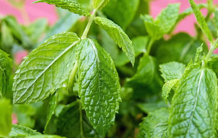 Geschichte der Pflanzenheilkunde