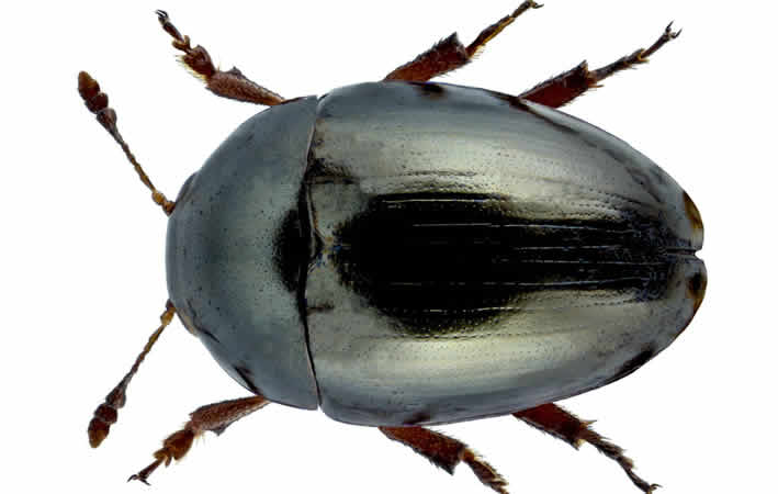 Kamillenglattkäfer (Olibrus aeneus)