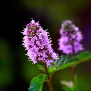 Pfefferminze: Das grüne Gold im eigenen Garten oder Fensterbrett