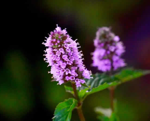 Pfefferminze: Das grüne Gold im eigenen Garten oder Fensterbrett