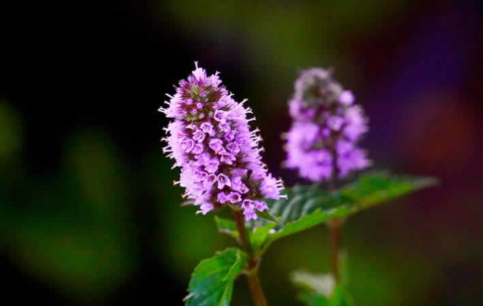 Pfefferminze: Das grüne Gold im eigenen Garten oder Fensterbrett