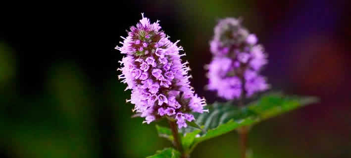 Pfefferminze: Das grüne Gold im eigenen Garten oder Fensterbrett