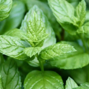 Pfefferminze: Ein vielseitiges Naturheilmittel