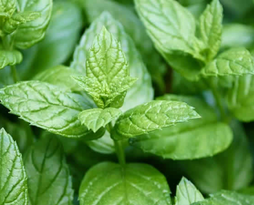 Pfefferminze: Ein vielseitiges Naturheilmittel