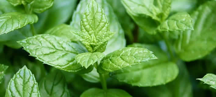 Pfefferminze: Ein vielseitiges Naturheilmittel