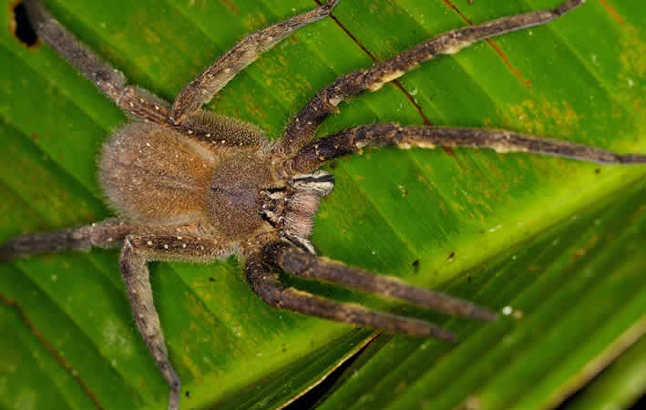 Weibliche Brasilianische Wanderspinne (Phoneutria nigriventer)