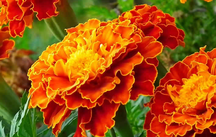 Heilpflanzen in der Therapie