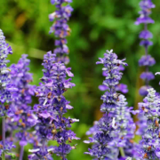 Salbei: Ein umfassender Blick auf das vielseitige Heilkraut