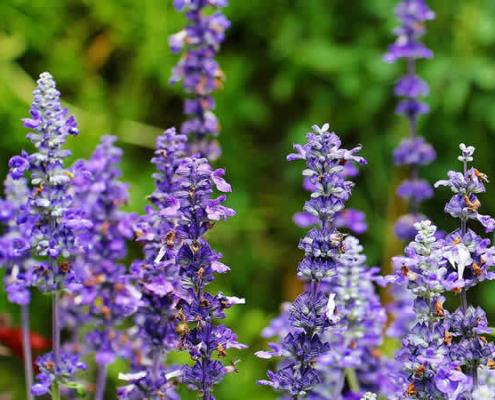 Salbei: Ein umfassender Blick auf das vielseitige Heilkraut