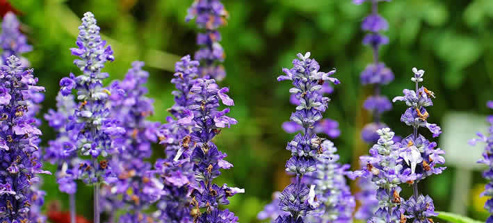 Salbei: Ein umfassender Blick auf das vielseitige Heilkraut