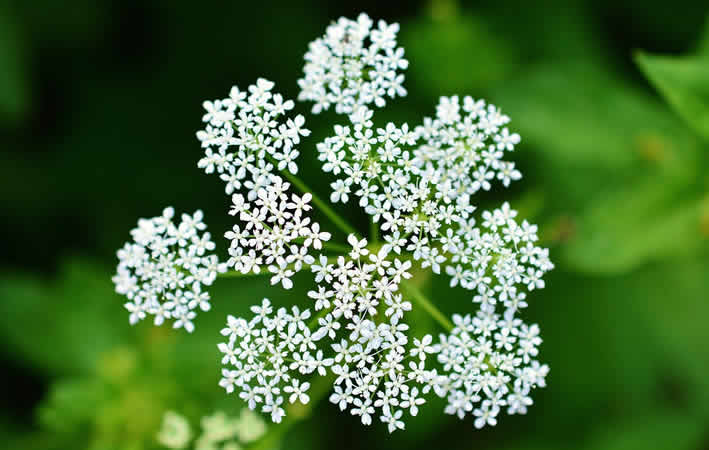 Anwendungsweisen und Zubereitung