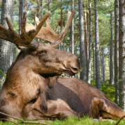 Schweden: Ein Land der unzähligen Entdeckungen