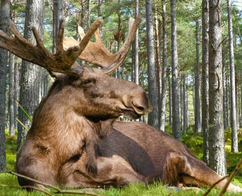 Schweden: Ein Land der unzähligen Entdeckungen