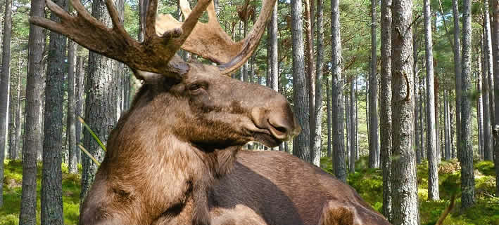 Schweden: Ein Land der unzähligen Entdeckungen