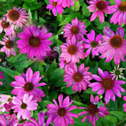 Echinacea Purpurea: Ein Schmuckstück im Garten