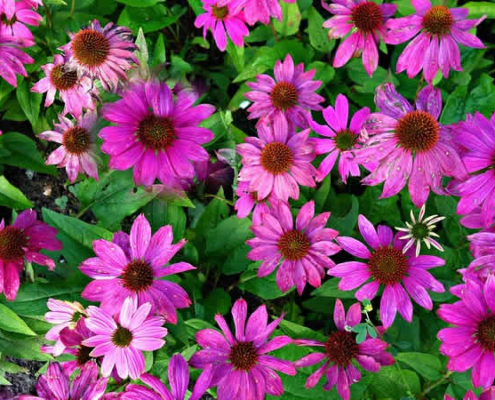 Echinacea Purpurea: Ein Schmuckstück im Garten
