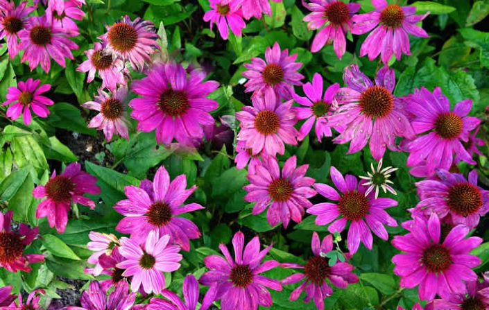 Echinacea Purpurea: Ein Schmuckstück im Garten