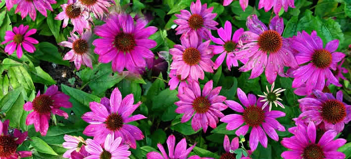 Echinacea Purpurea: Ein Schmuckstück im Garten