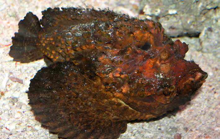 Steinfisch, Meereslebewesen: Schönheit trifft Gefahr