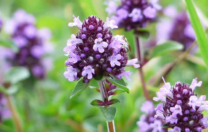 Phytotherapie: Tradition trifft auf Wissenschaft