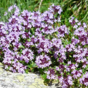 Thymian: Die Heilkraft eines Küchenklassikers